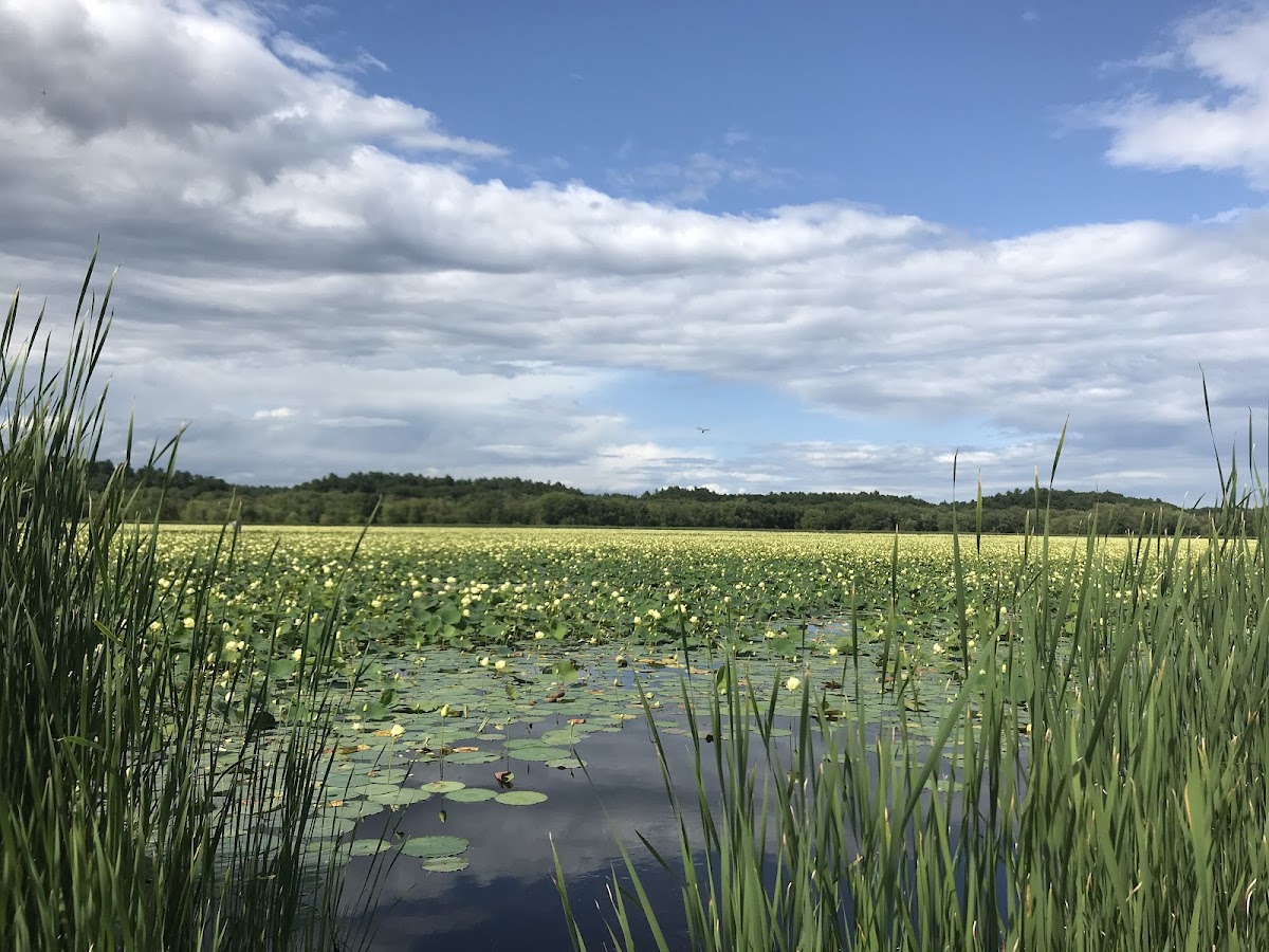 Great Meadows National Wildlife Refuge