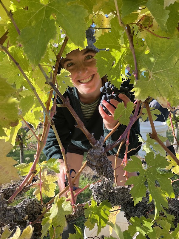 Blackenbrook Vineyard