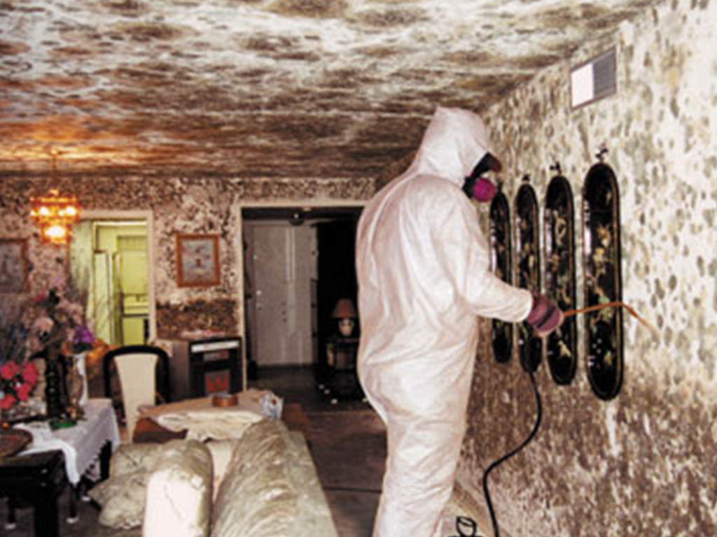Ez MoldRemoval — photo