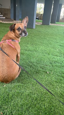 פנסיון לכלבים