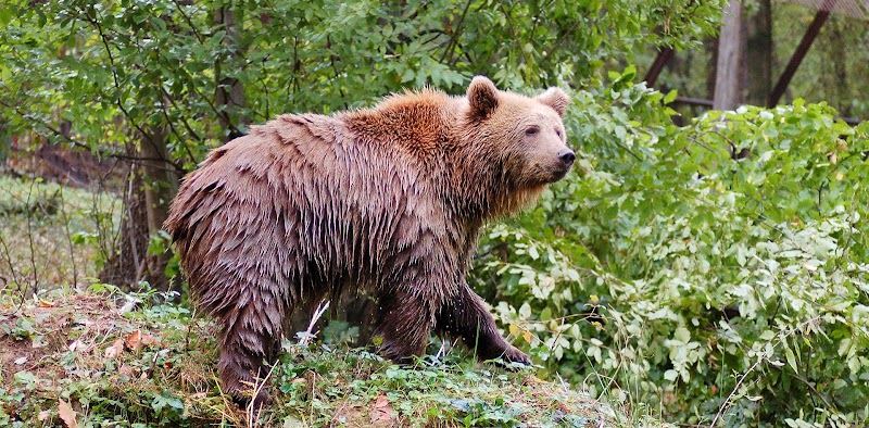 Зоопарк Мишкольца: что важно знать перед визитом
