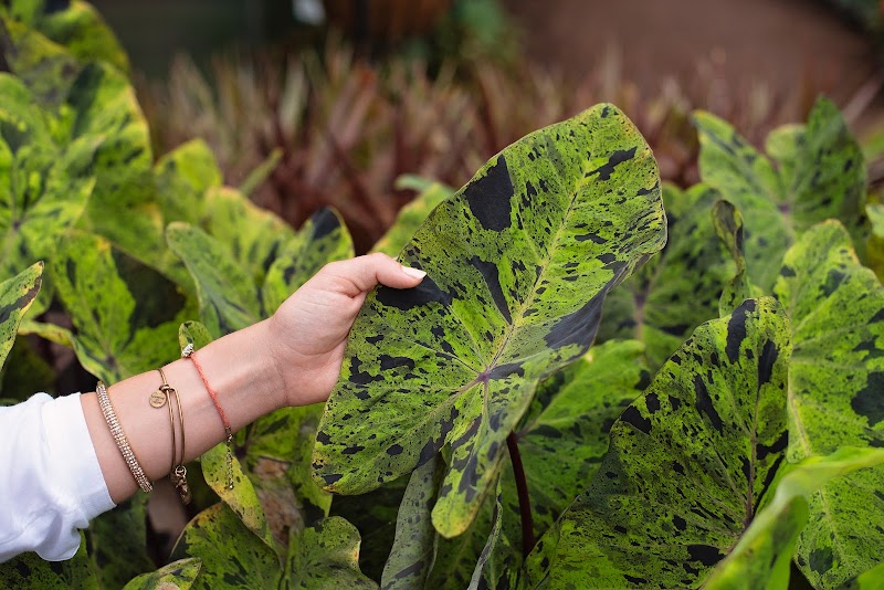 Maypop Coffee & Garden Shop photo 4