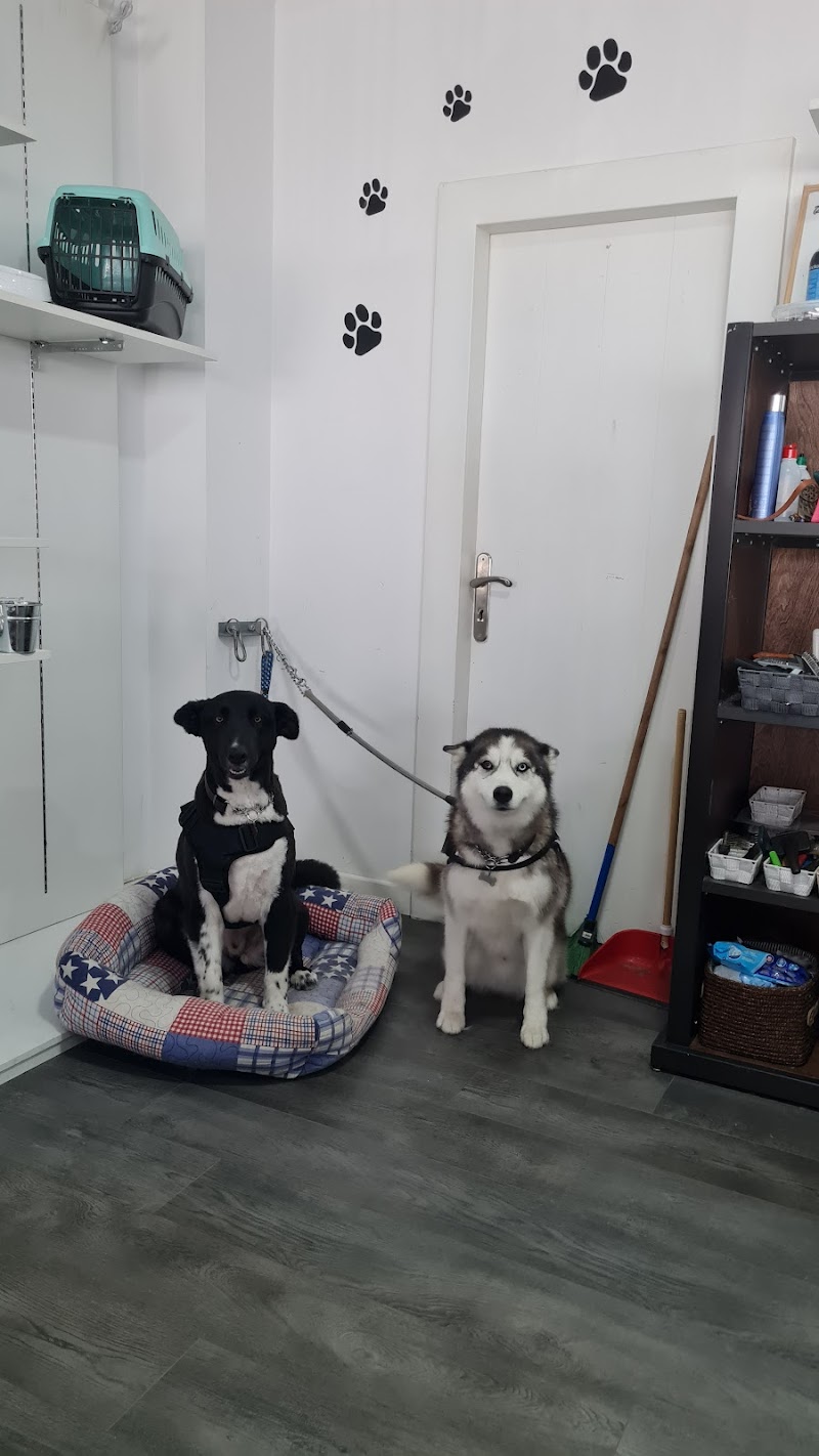 Biannie Perruqueria Canina photo 5