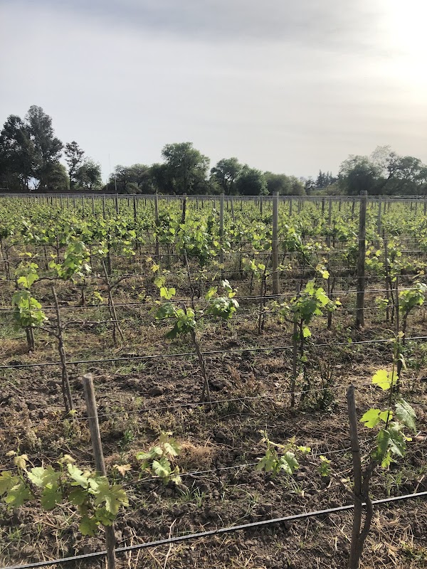 Finca Machuca (Bodega Machuca)