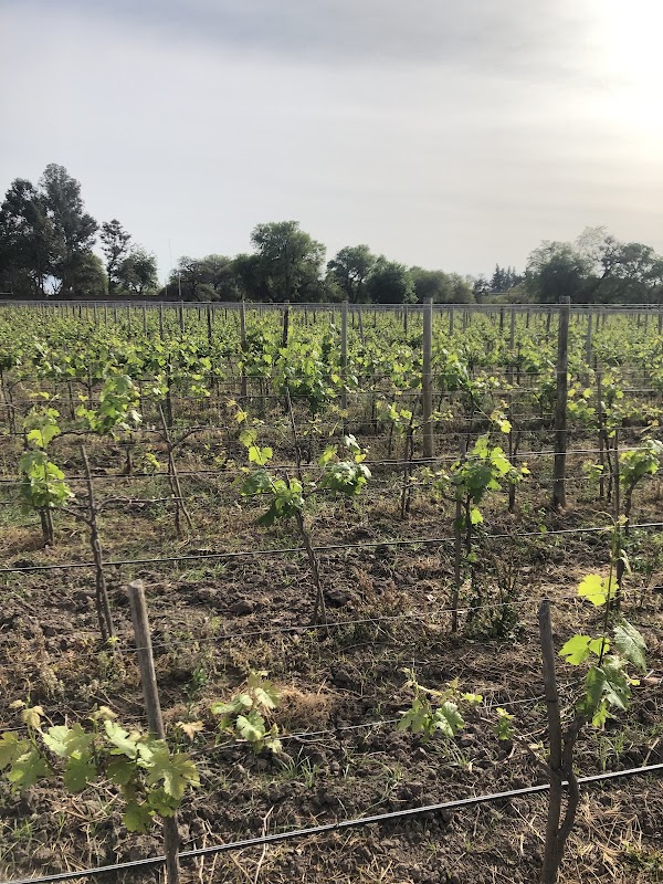 Finca Machuca (Bodega Machuca)