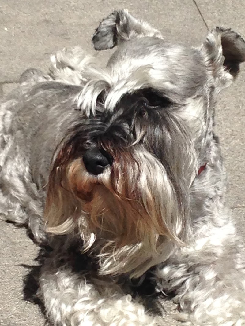 Consulta Veterinaria PetConsult