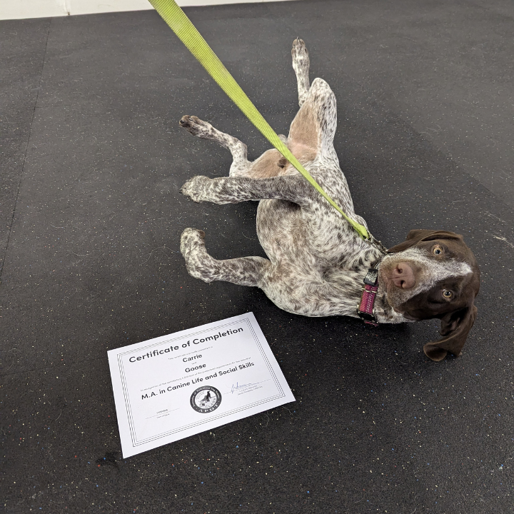 3 Dog Defense photo