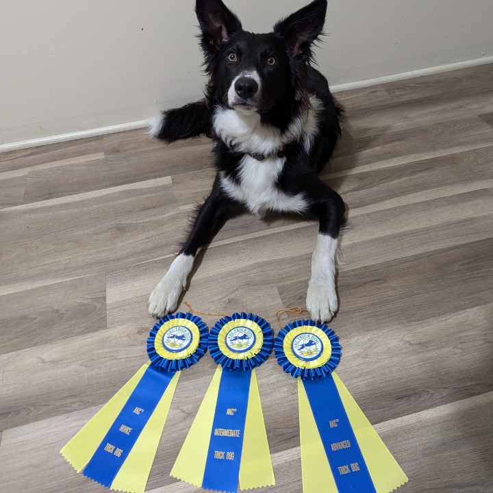 3 Dog Defense photo