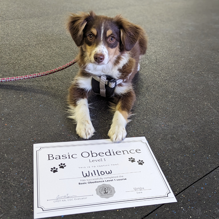 3 Dog Defense photo