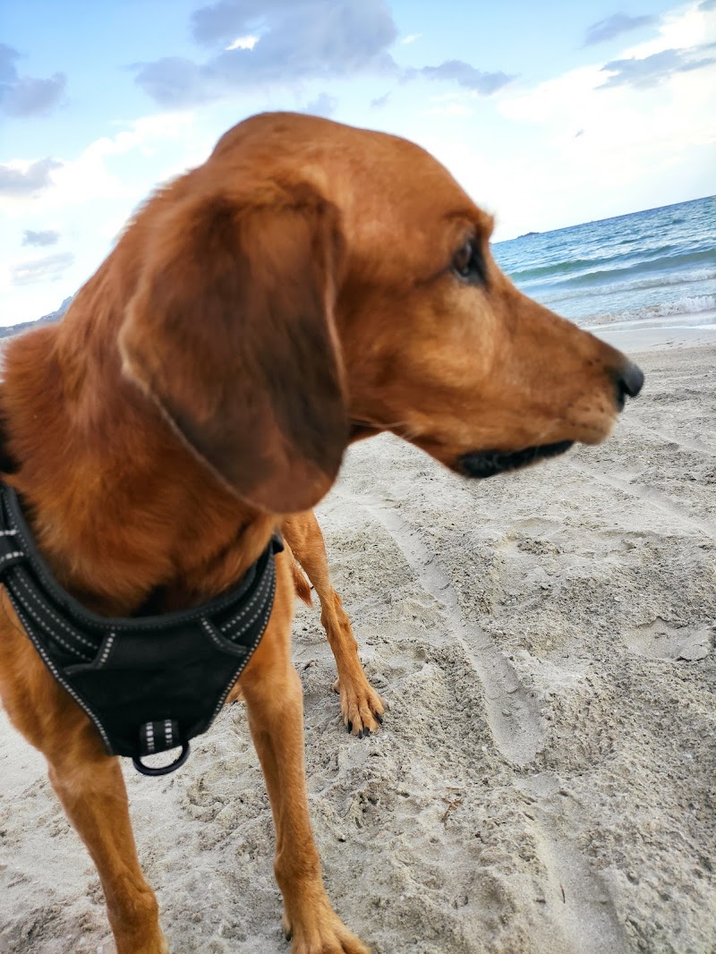 Clínica Veterinària Simon Seguí