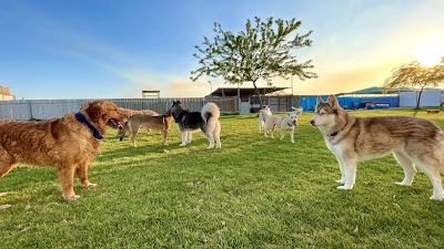 פנסיון כלבים - אילוף כלבים בדרום - הכלב במושב