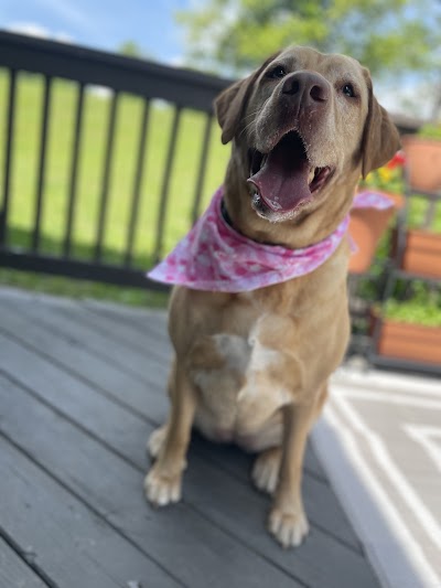 Hairy Styles Pet Grooming