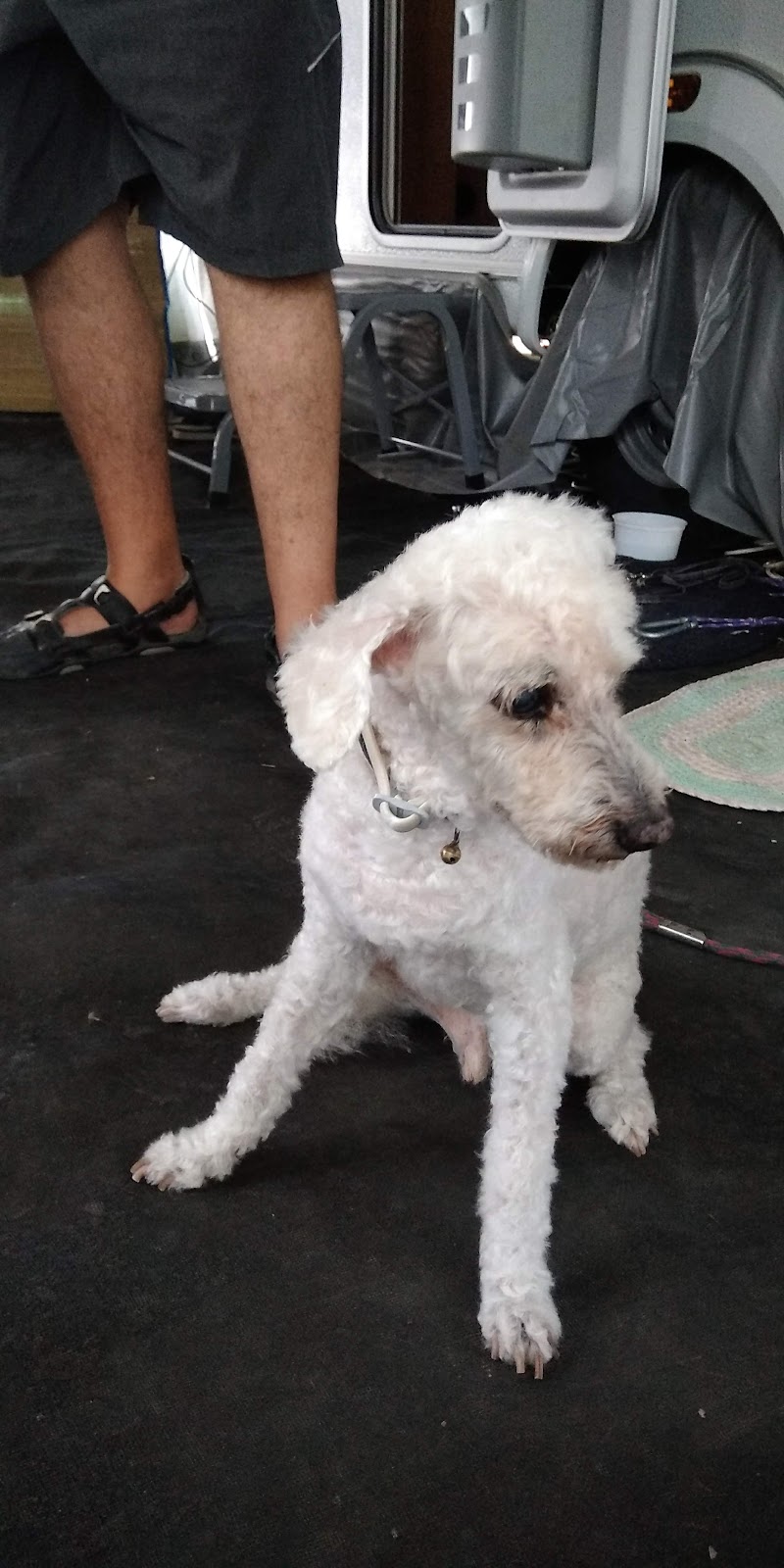 Clínica Veterinaria Torre del Mar