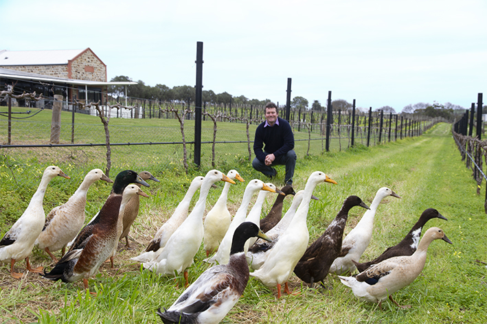 Angove McLaren Vale Vineyards and Cellar Door