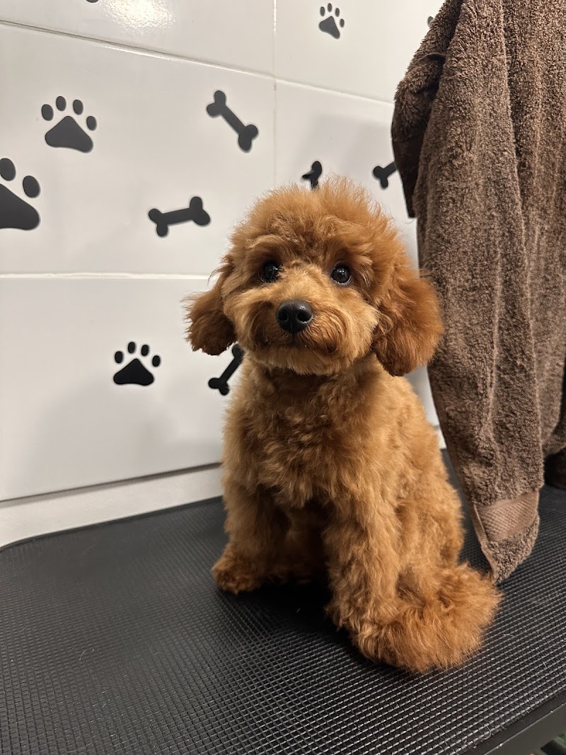 Pawlour Spa - Dog Groomers
