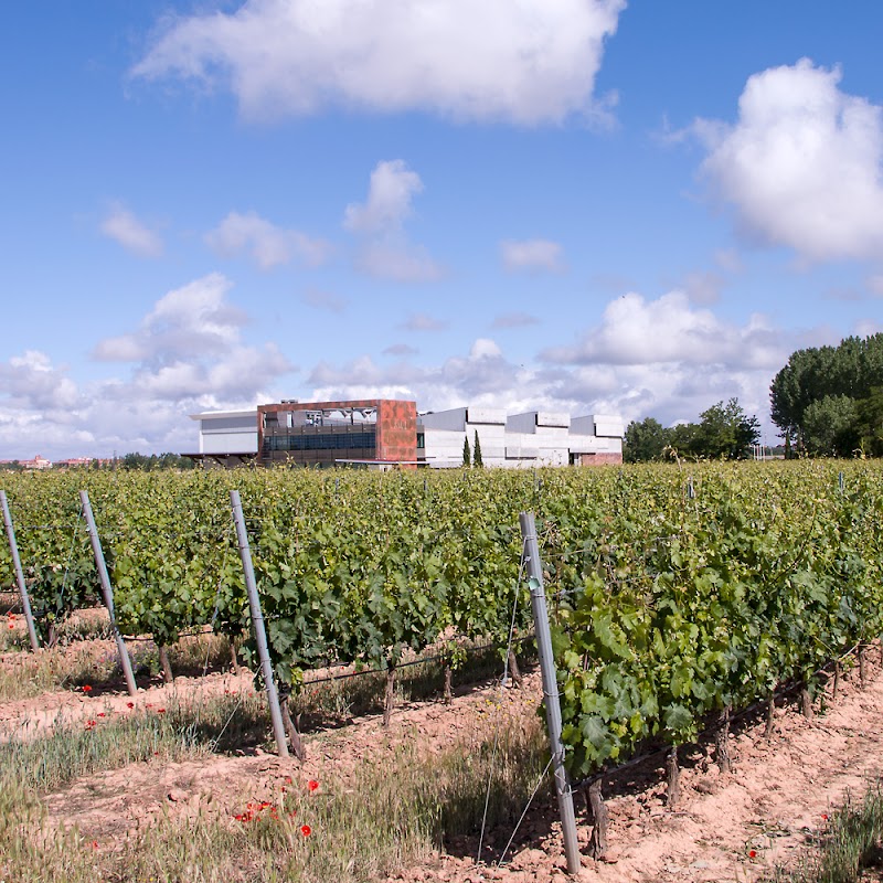 Martín Berdugo Winery and Vineyards