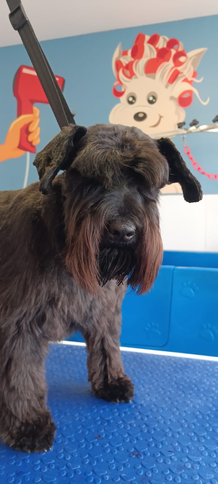 Planet Piensos Servicios 2.0