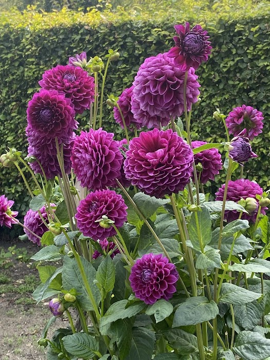 Dahliengarten Hamburg fotoğraf 1