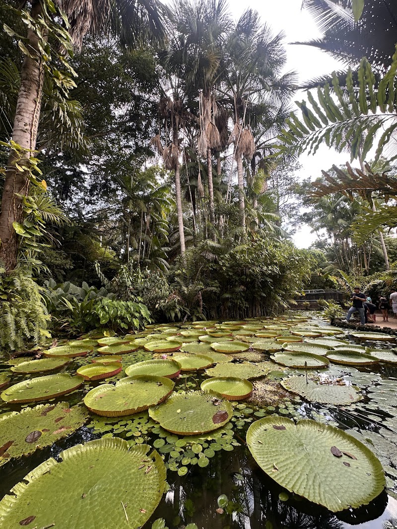 Bosque Rodrigues Alves - Amazon Zoobotanical Garden: что важно знать перед визитом