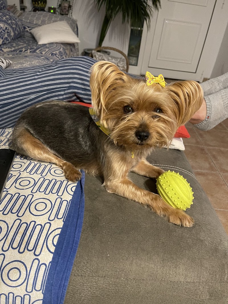 Ilustre Colegio Oficial de Veterinarios de Las Palmas