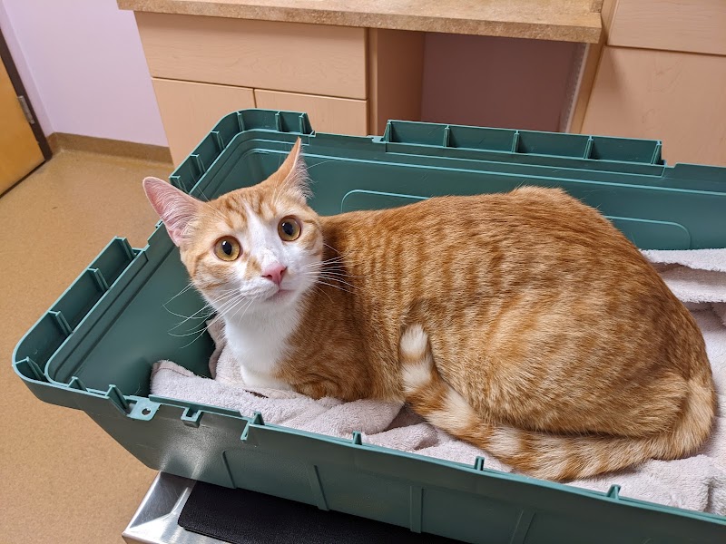 All Pets Health Center