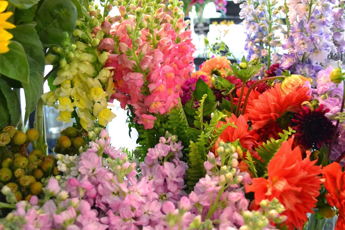 Dr Delphinium Designs & Events: Google Places image 2