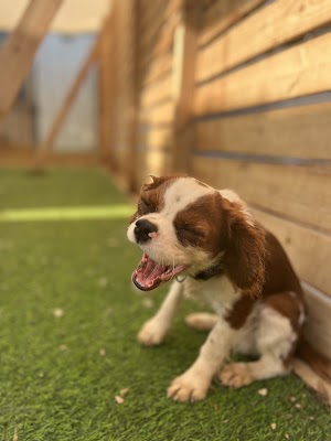 Paws Israel - אילוף כלבים