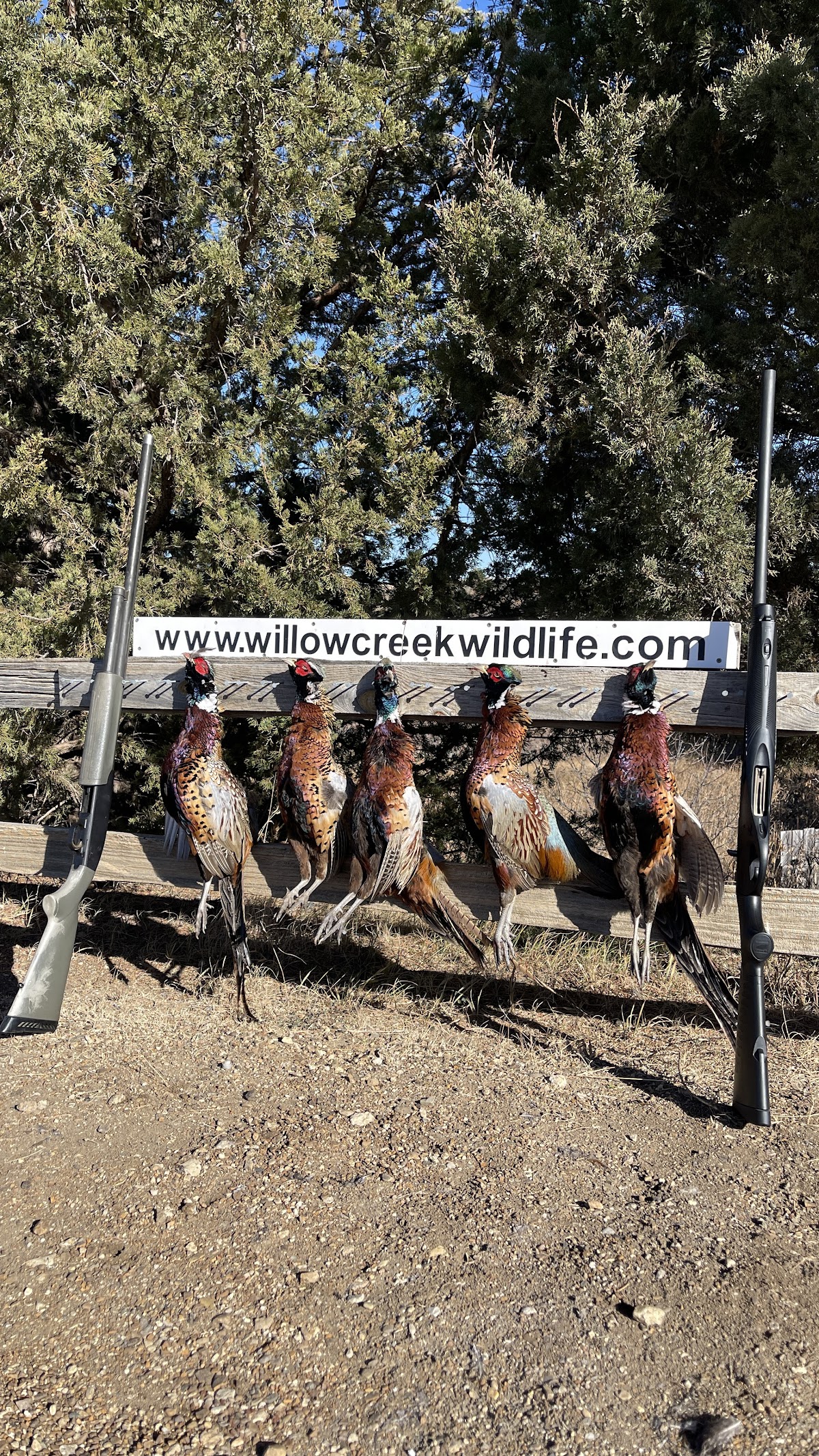 Pierre South Dakota Pheasant Hunting Lodge | Willow Creek Wildlife