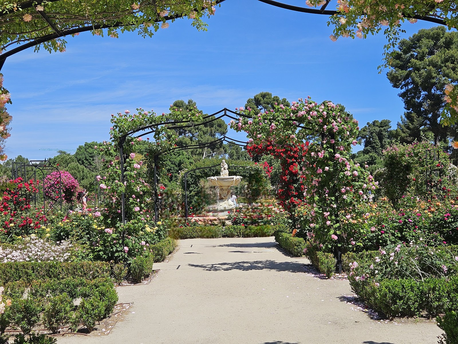 Rose Garden