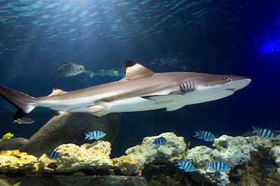 SEA LIFE Timmendorfer Strand