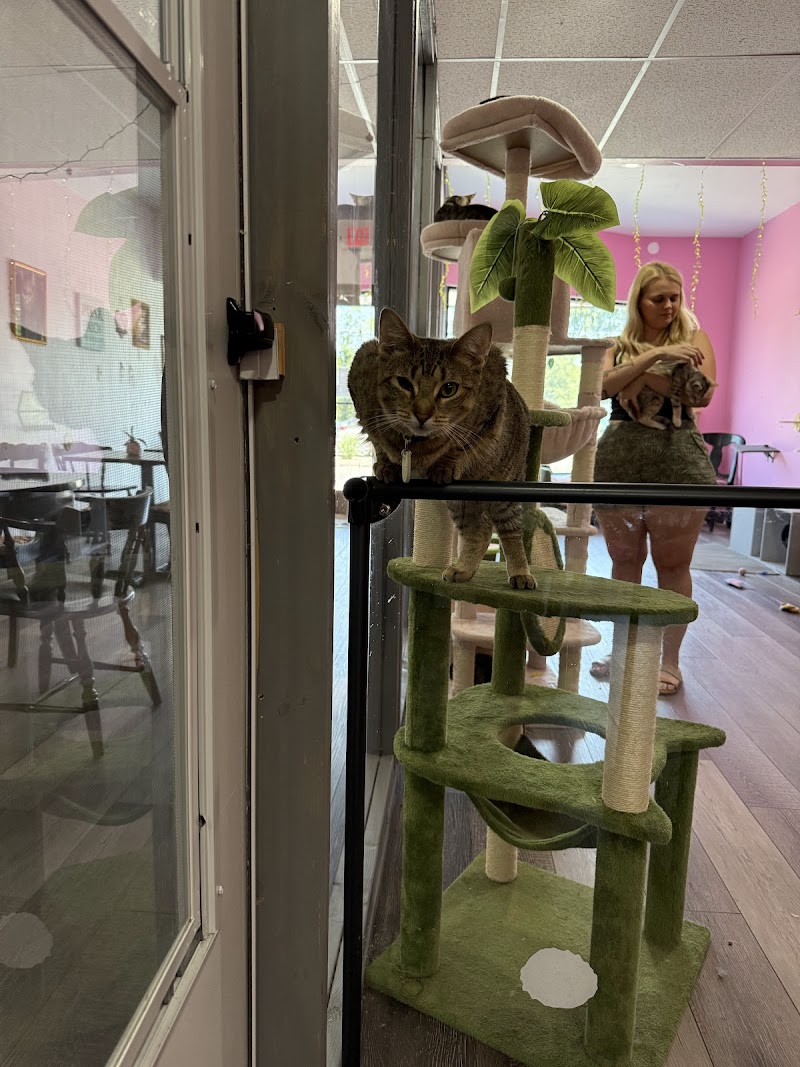 Craig's Cat Cafe