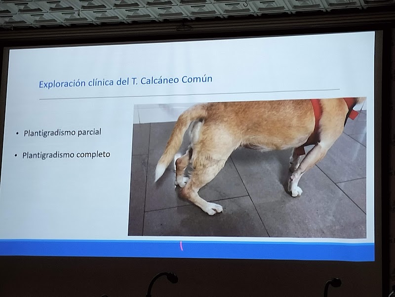 Colegio Oficial de Veterinarios