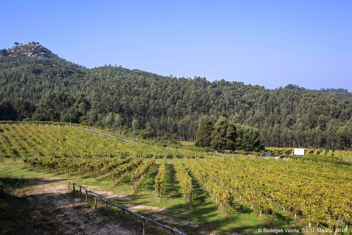 Bodegas Vionta