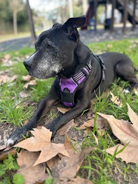 Clínica Veterinaria Al-Andalus