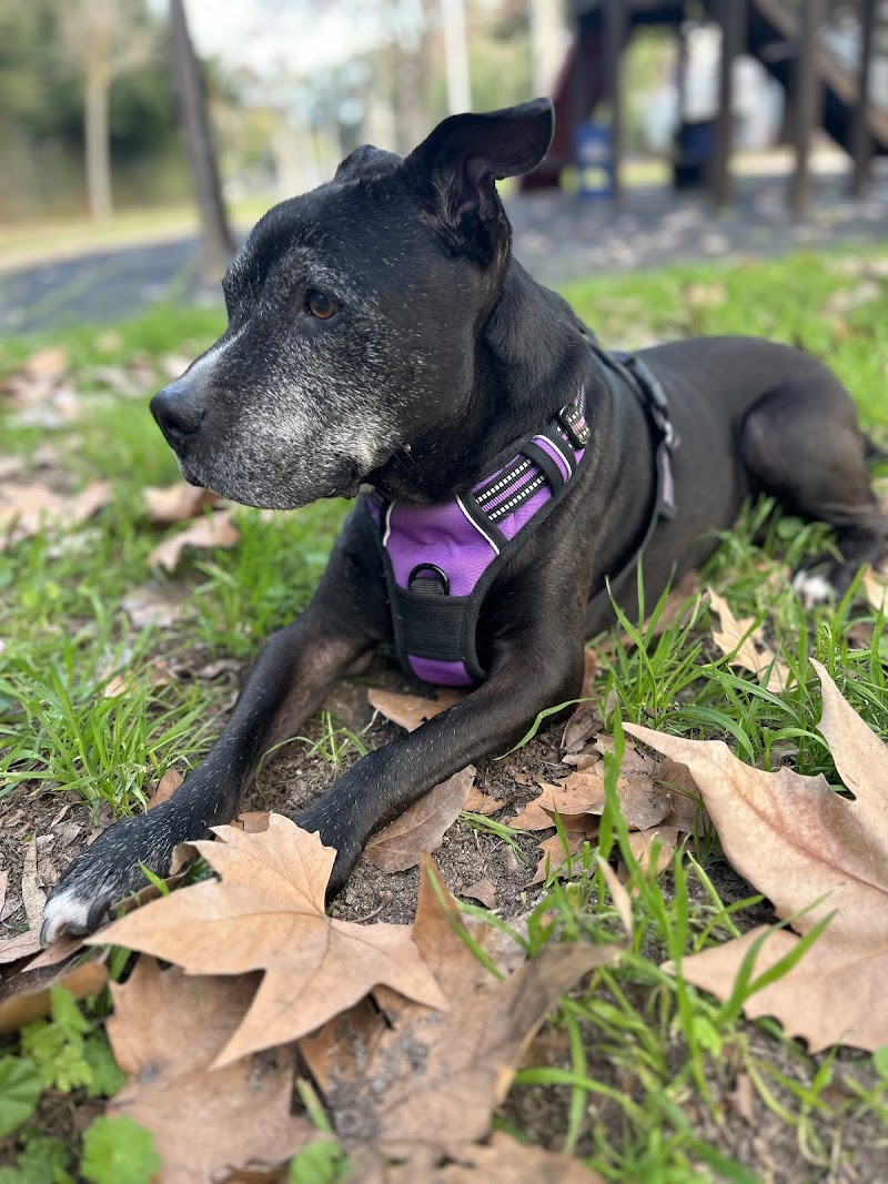 Clínica Veterinaria Al-Andalus