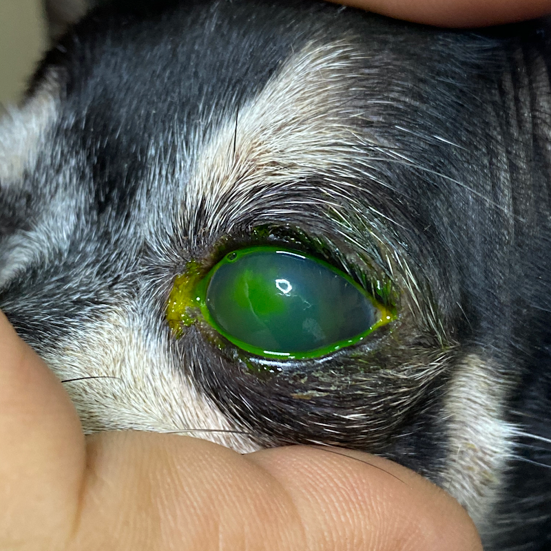 Centro Veterinario Sais