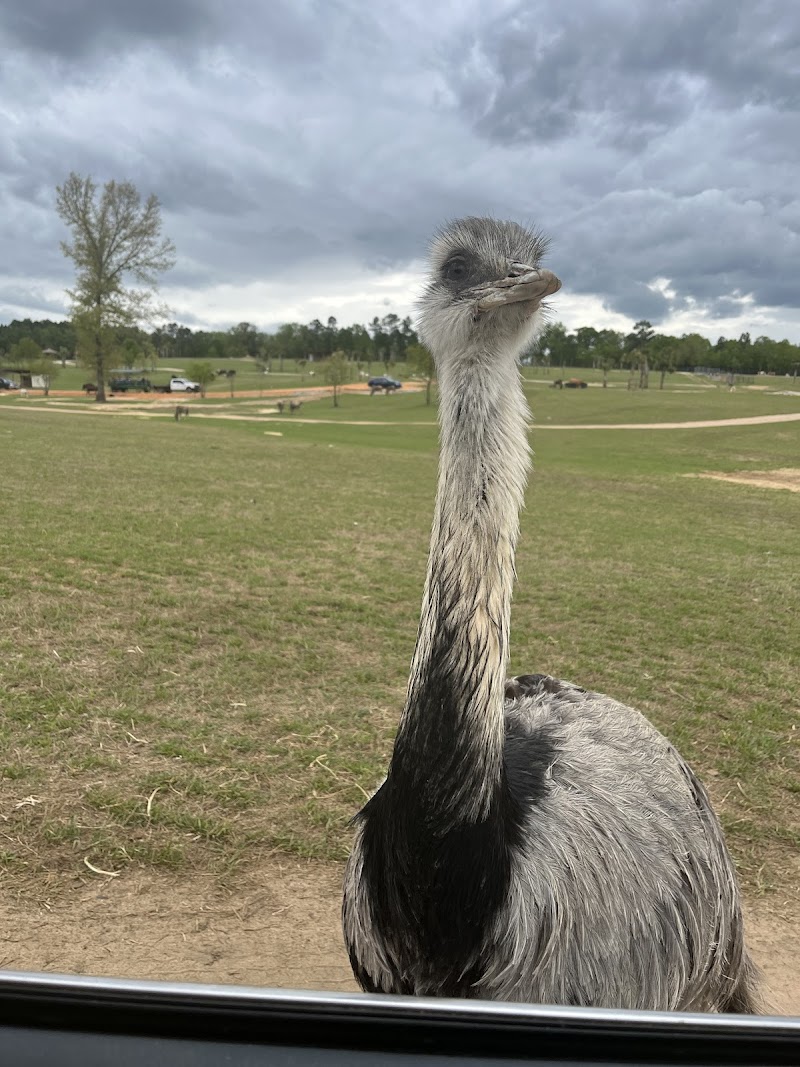 Eudora Wildlife Safari Park - Photo 5