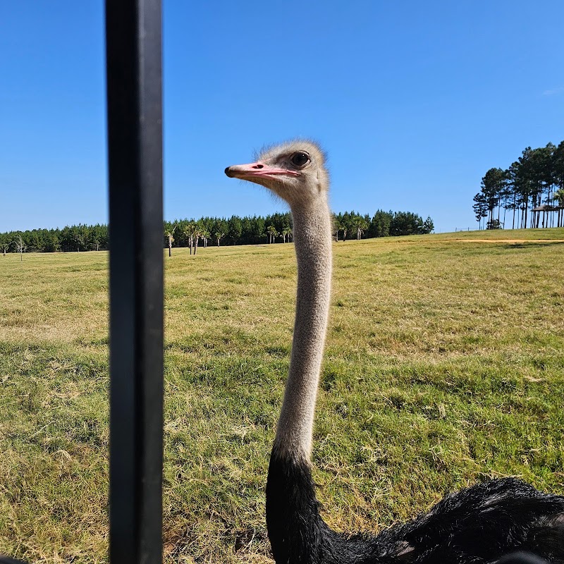 Eudora Wildlife Safari Park - Photo 6