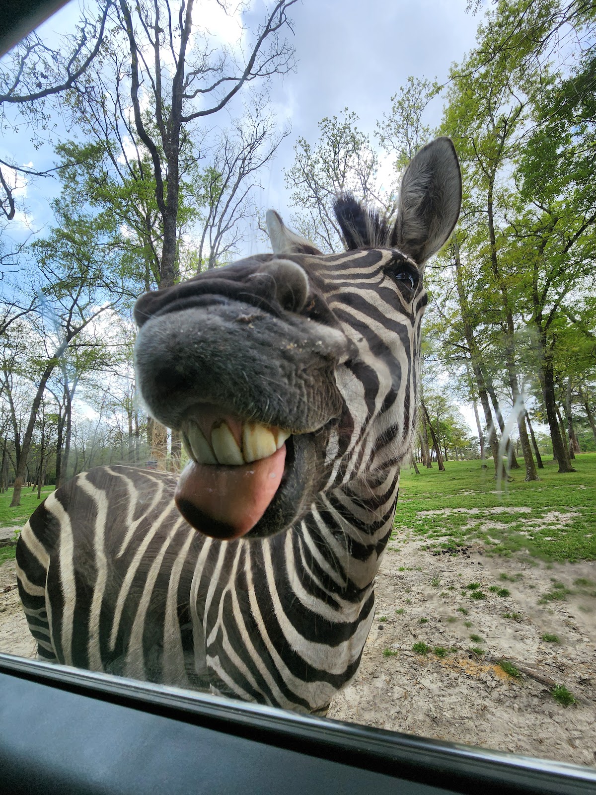 Eudora Wildlife Safari Park