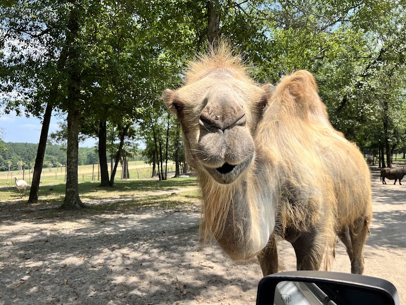 Eudora Wildlife Safari Park - Photo 3