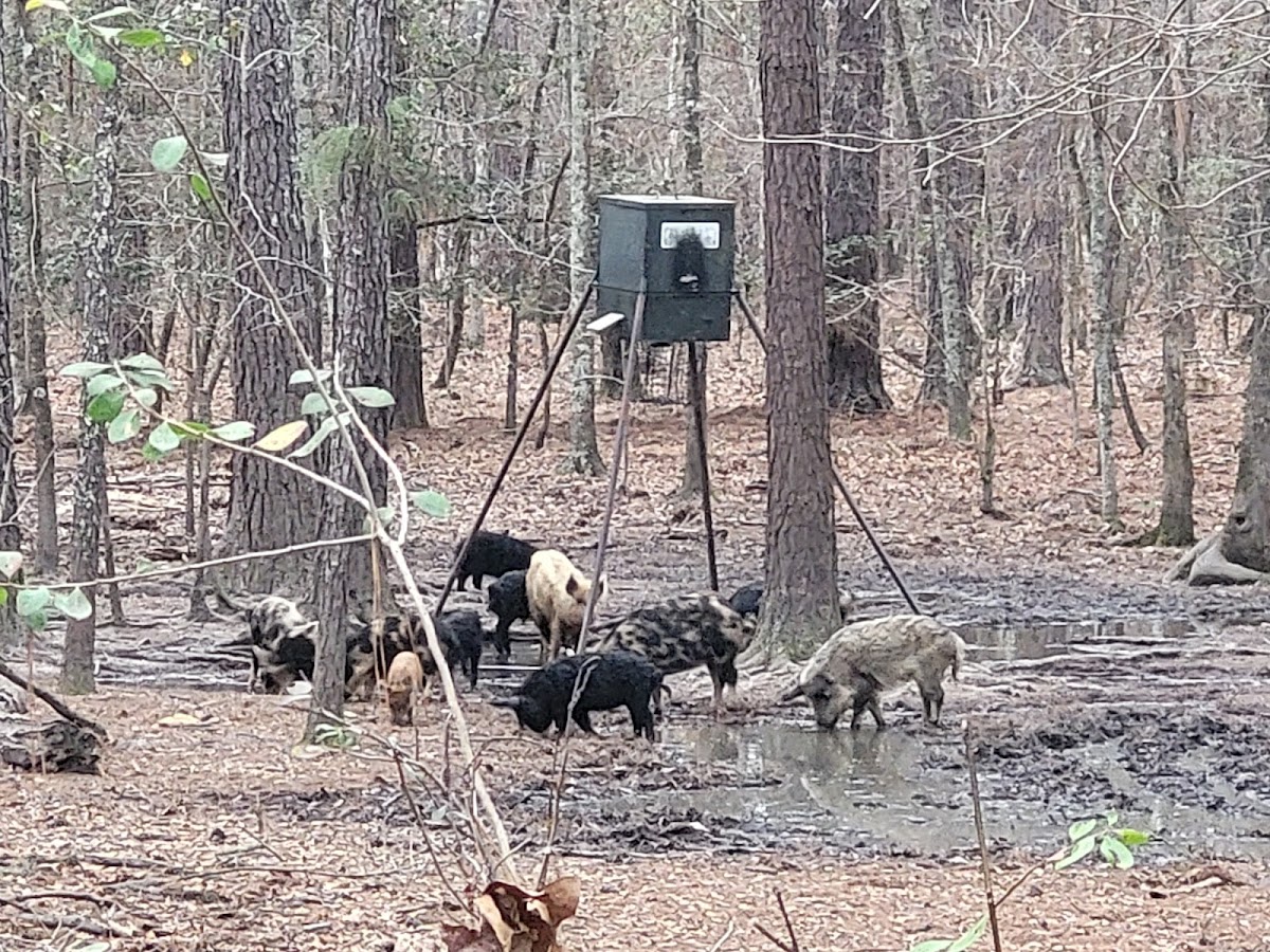 Williams Hunting