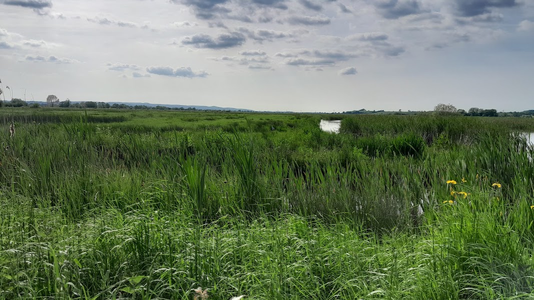 Greylake Nature Reserve