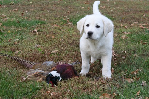 Pheasant City Lodge South Dakota - Photo 5