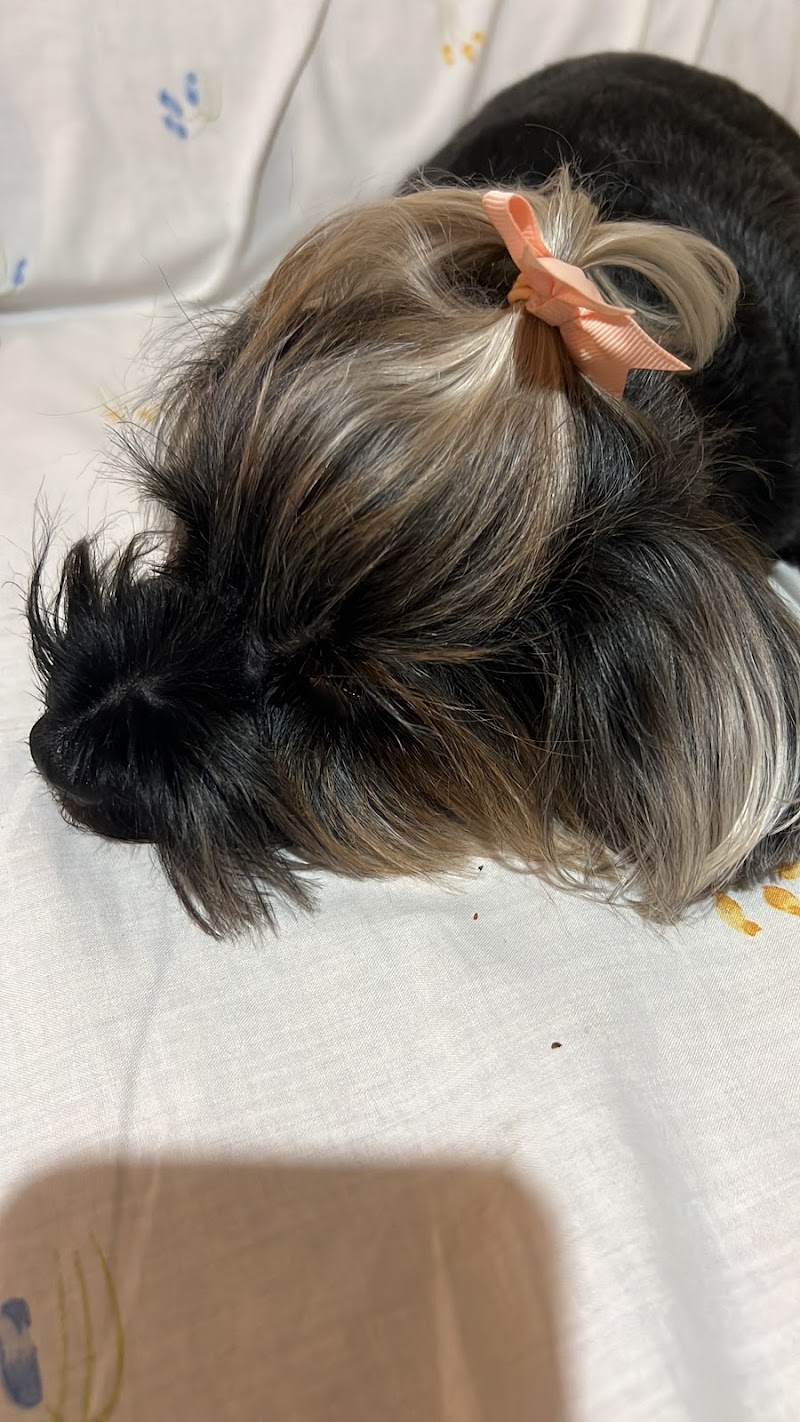 Centro Veterinario Bienestar Animal Traumatología veterinaria