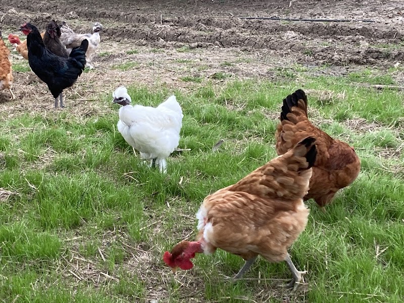 Green Family Farms of East Texas, LLC photo 4