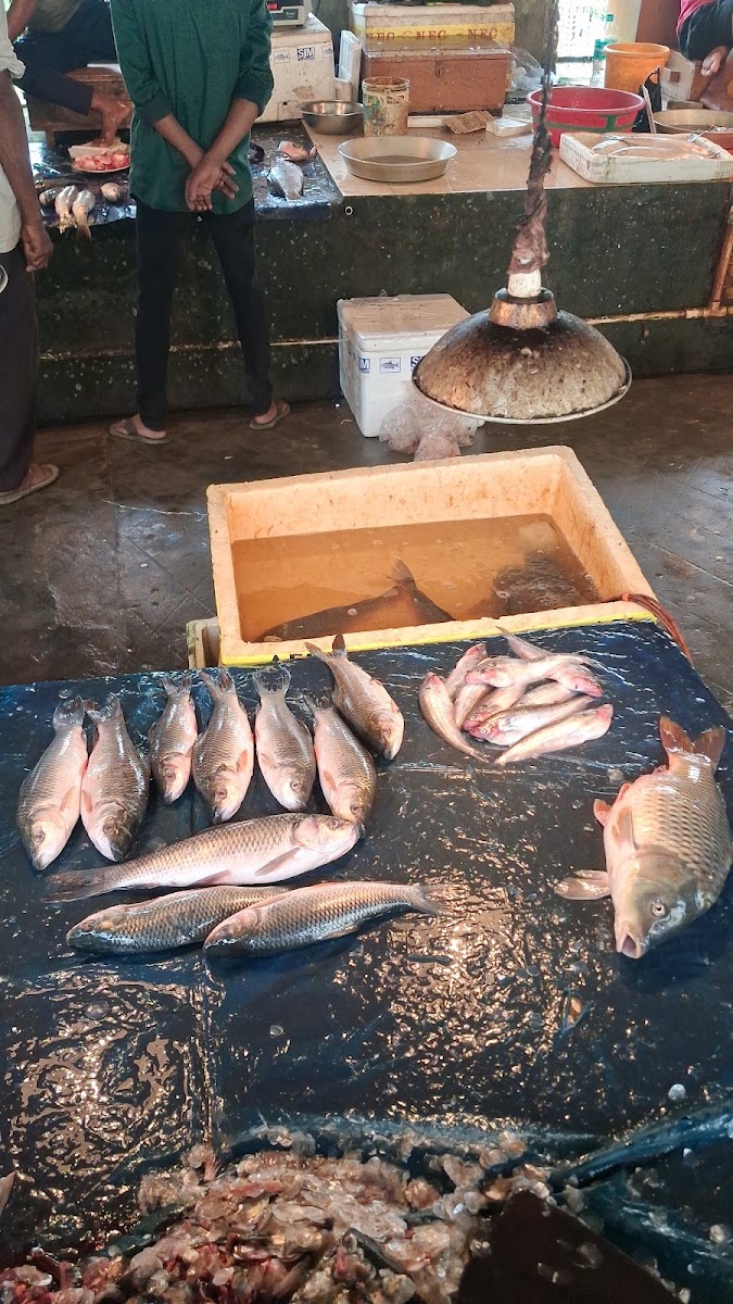 Freshwater Fishes photo 1