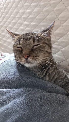 Clínica Veterinaria Asivet