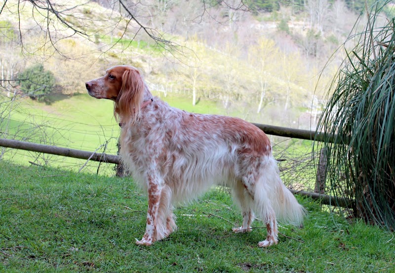 Nekotz Albaitaritza Klinika