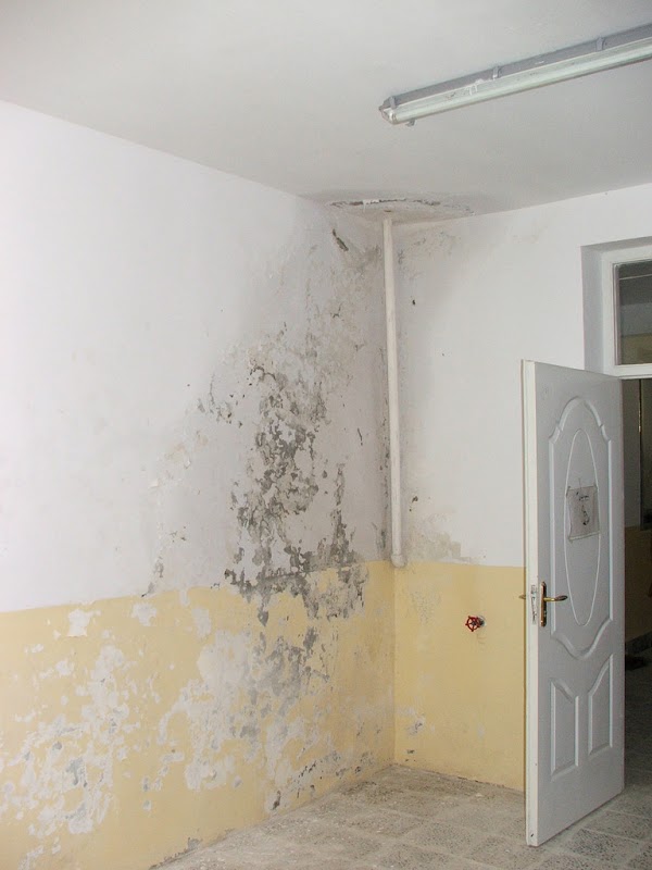 Drymore Mold — photo