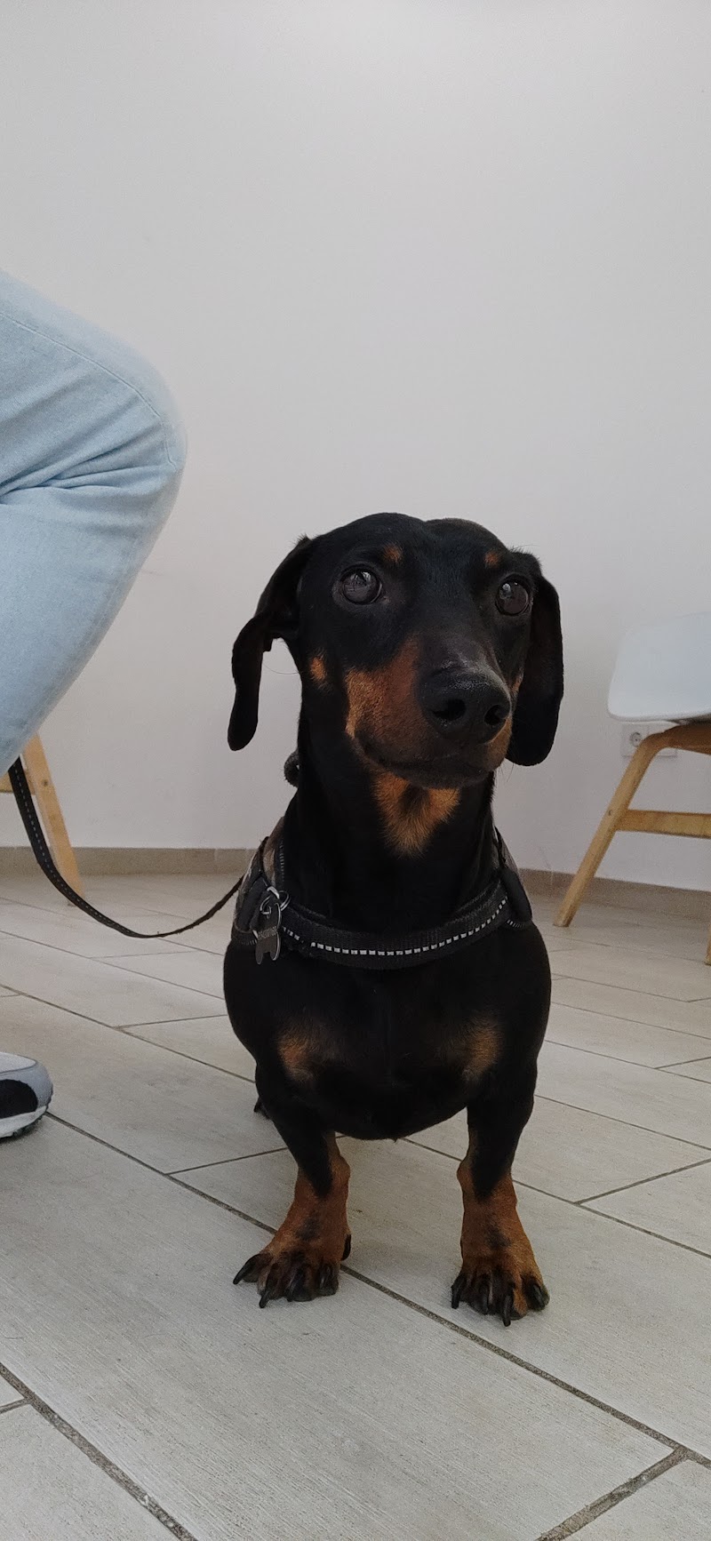 Clínica Veterinaria VET33